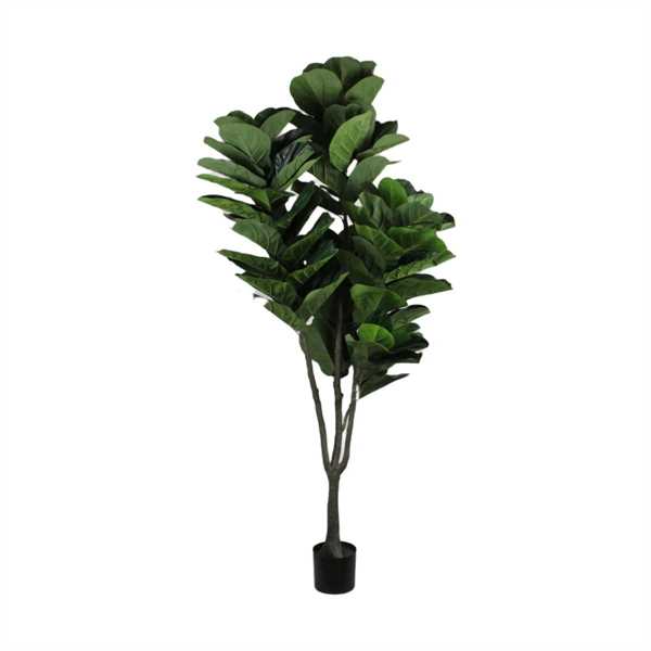 PIANTA IN VASO FICUS LYRATA 100X90X230CM