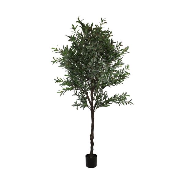 ALBERO OLIVO IN VASO 130X120X230CM