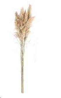 PAMPAS NATURALE 170/180 CM GRANDE CREMA
