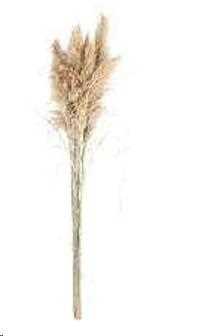 PAMPAS NATURALE 170/180 CM GRANDE CREMA