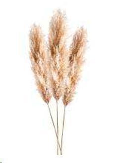 PAMPAS 160/200 CM CHIARA