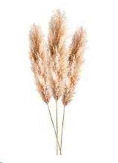 PAMPAS 160/200 CM CHIARA