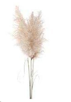 PAMPAS NATURALE 120/180 CM PIUMA