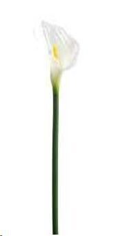 CALLA SINGOLA 74CM WHITE POLIMERI