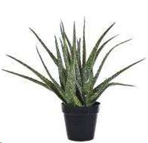 HAWORTIA ALOE 14XH35,50 C/VASO GREEN POLIMERI