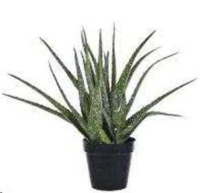 HAWORTIA ALOE 14XH35,50 C/VASO GREEN POLIMERI