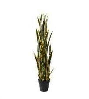 SANSEVIERIA 148 CM C/VASO YEL/GREEN POLIMERI