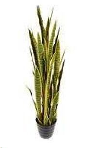 SANSEVERIA 120 CM C/VASO YELLOW GREEN POLIMERI