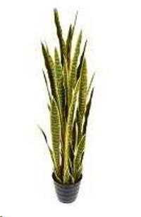 SANSEVERIA 120 CM C/VASO YELLOW GREEN POLIMERI