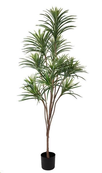 DRACENA 210 CM REAL TOUCH C/VASO GREEN/CREAM POLIMERI