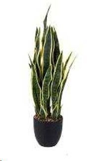 SANSEVERIA 78 CM C/VASO GREEN/YELLOW POLIMERI