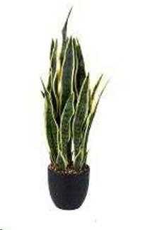 SANSEVERIA 78 CM C/VASO GREEN/YELLOW POLIMERI