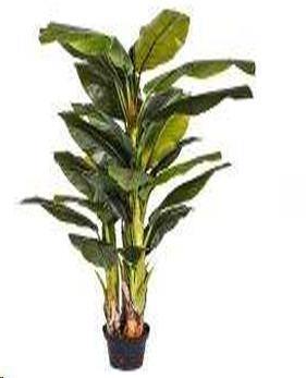 BANANO 180 CM C/VASO GREEN POLIMERI