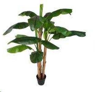 BANANO 240 CM C/VASO GREEN POLIMERI