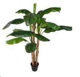 BANANO 240 CM C/VASO GREEN POLIMERI