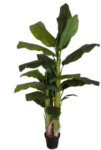 BANANO 180 CM C/VASO POLIMERI