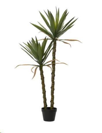 PIANTA YUCCA IN VASO POLIETILENE D.60XH.125cm