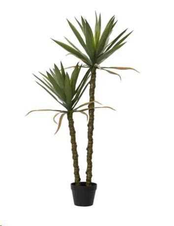 PIANTA YUCCA IN VASO POLIETILENE D.60XH.125cm