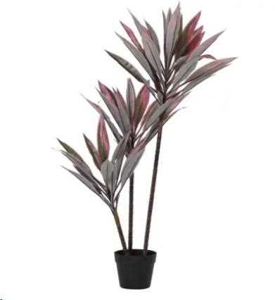 PIANTA CORDYLINE TANGO POLIETILENE IN VASO 65X60XH.100cm