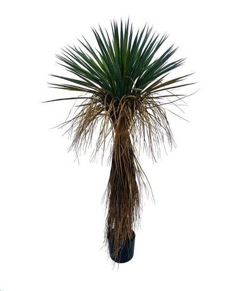 PIANTA YUKKA ROSTATA C-VASO 60x60x120h FIL DI FERRO/PLASTIC