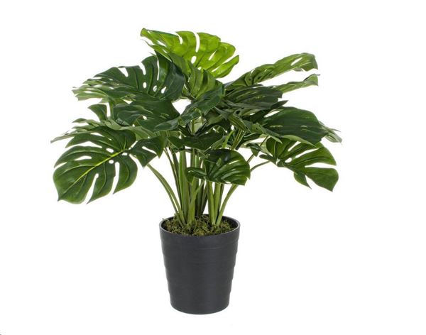 PIANT.FILODENDRO C-VASO 60x60x65h CEMENT/METAL/PE