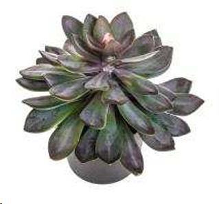SUCCULENT C/VASO D.30XH 28 CM POLIMERI