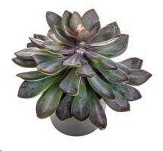 SUCCULENT C/VASO D.30XH 28 CM POLIMERI