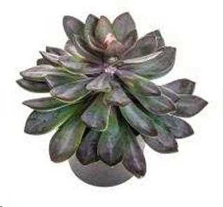 SUCCULENT C/VASO D.30XH 28 CM POLIMERI