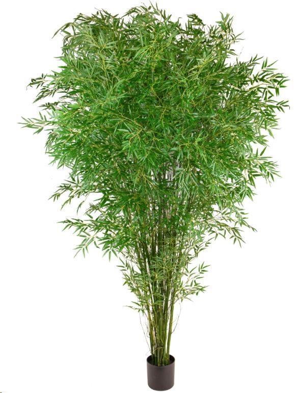 BAMBOO 240 CM C/VASO POLIMERI