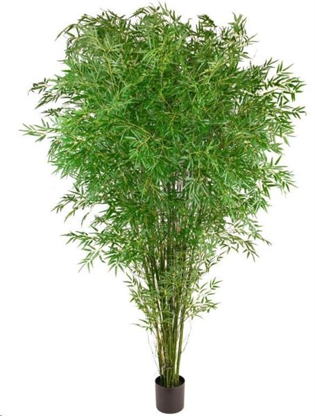 BAMBOO 240 CM C/VASO POLIMERI