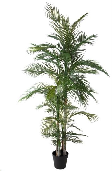 PALMA 225 CM C/VASO POLIMERI
