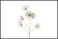 RAMO FIORI GREVILLEA PVC ORO CM.36X25X111