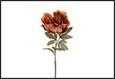 PEONIA MARRONE PVC 16X16X60CM