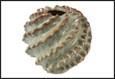 VASO RUFA VERDE CERAMICA  30X30X24,5CM
