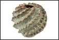 VASO RUFA VERDE CERAMICA  30X30X24,5CM