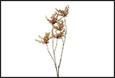 RAMO BACCHE PIERIS MARRONE PVC 21X11X120CM