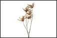 RAMO BACCHE PIERIS MARRONE PVC 21X11X120CM
