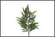 RAMO PINO PICEA VERDE PVC 18X7X81CM