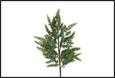 RAMO PINO PICEA VERDE PVC 18X7X81CM