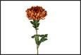 FIORE CHRYSANTHEMUM BRONZO 12X12X76CM PVC/TESSUTO