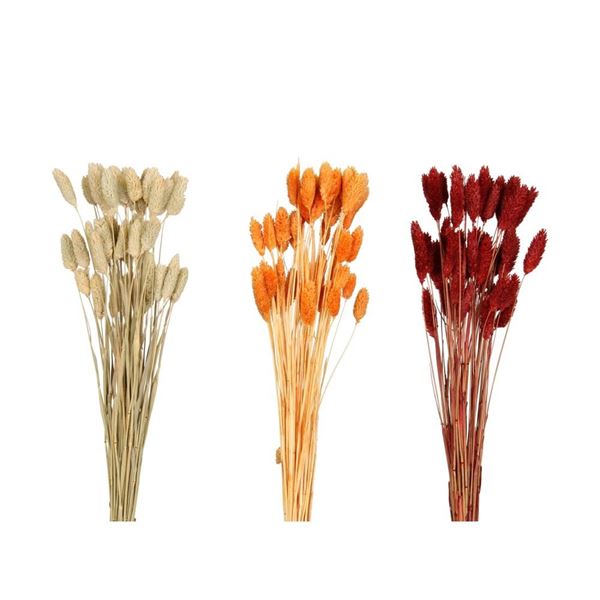 MAZZO PHALARIS NATURALE ASS.3 COL. CM.60x10x5