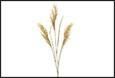 RAMO PIUME ORYZA CREMA PVC 3,5X12X99CM
