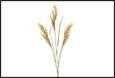 RAMO PIUME ORYZA CREMA PVC 3,5X12X99CM