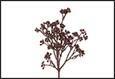 RAMO BACCHE SCHINUS PURPLE 26X7X60CM PVC
