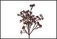 RAMO BACCHE SCHINUS PURPLE 26X7X60CM PVC
