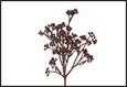 RAMO BACCHE SCHINUS PURPLE 26X7X60CM PVC