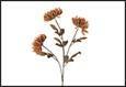 RAMO FIORI CHRYSANTHEMUM 3X MARRONE 20X20X78CM PVC/TESSUTO
