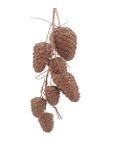 PIGNE MARRONI 6/48-55 CM